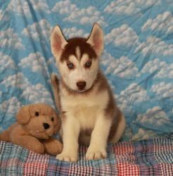 Quality siberians huskys Puppies for sale