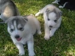 Male And Female Siberian Husky Puppies Available