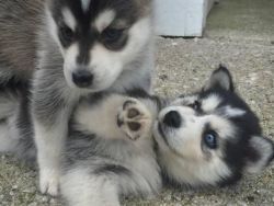 !!!!! Quality Siberians Huskys Puppies:!!