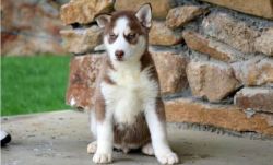 Siberian Husky Male pups for sale