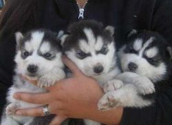 Blue Eyes Siberian Husky puppies