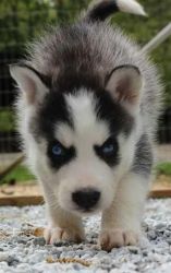 Oustanding Huskies Puppies Available