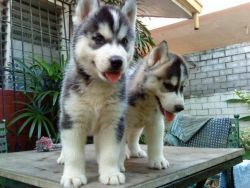 Two Remarkable Siberian Husky Puppies