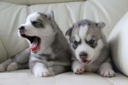 Two Remarkable Siberian Husky Puppies