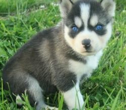 akc siberian huskies: Male puppy available