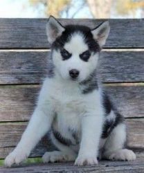 Blue Eyes Siberian Huskies (xxx) xxx-xxx3