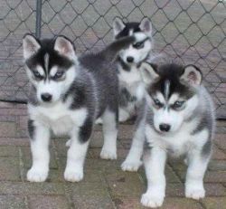 cute siberian husky pups ready
