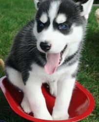 Akc Siberian Husky Puppies For Small Adoption Fee