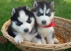 Beautiful Siberian Husky Puppies.(xxx) xxx-xxx6