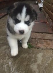 Husky puppies for sale male/female