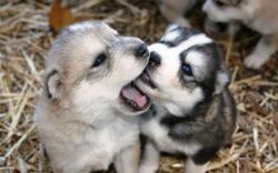Adorable Husky Puppies Text (xxx) xxx-xxx5