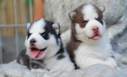 Stunning Husky Puppies Text (xxx) xxx-xxx5