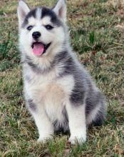 Siberian Huskies For Adoption Text (xxx) xxx-xxx5