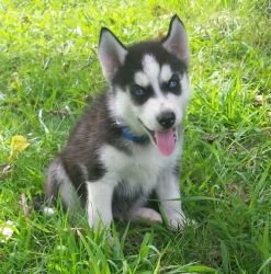 Outstanding Siberian husky puppies available