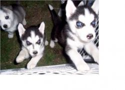 Siberian Husky Pups Available Friendly And Healthy