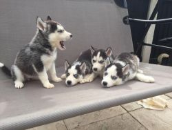 Blue Eyes Siberian Husky Puppies For Sale