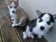 Stunning! Siberian Husky Puppies For Adoption