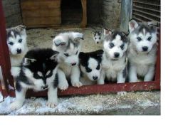 Male and female siberian husky puppies available.