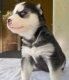 Beautiful Cream And White Blue Eyed Husky Puppy