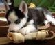 Sweet And Akc. Husky Puppies For Re-homing