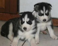 Siberian husky Puppies ready for good homes