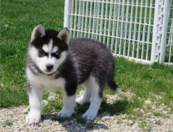 Adorable Siberian Husky puppy for adoption