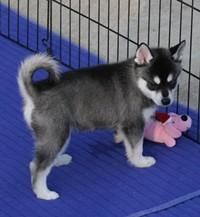 Cute And Well Train Blue Eyes Healthy Husky Pups