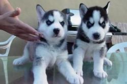 Black and white Siberians Huskys puppies