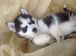 Husky Puppy For Adoption(xxx) xxx-xxx3