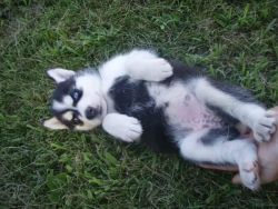 Outstanding Siberian Husky puppies available