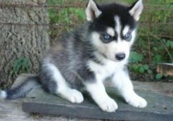 Outstanding Siberian Husky puppies available