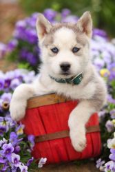 Akc (xxx) xxx-xxx1 Blue Eyed Husky Puppies