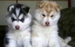 Blue Eyes Siberian Pups Ready To Re Home We Have