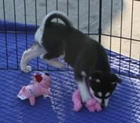 Husky puppies needs a new and loving homes