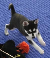 Male and female husky babies needs new homes now