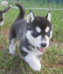 Most Cute & Friendly Siberian Husky Puppy,