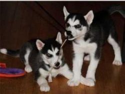 Siberian Husky puppies for adoption now