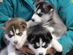 Outstanding Siberian Husky Puppies