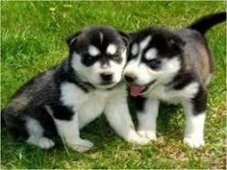 Female and Male Siberian Husky Puppies