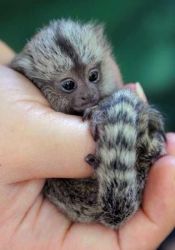 lovely baby marmoset monkey for sale