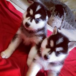 trained husky puppies good to go