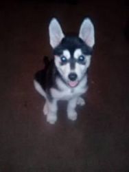Awesome Siberian Husky puppies for adoption