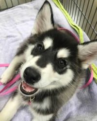 great Siberian Husky puppies for adoption