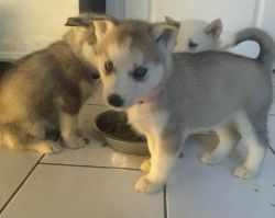 Siberian Husky Pups For Sale