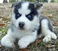 Blue Eyes Siberian Husky For Adoptions
