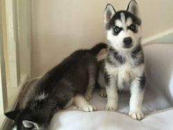 Dazzling grey & white brown eyed girl available