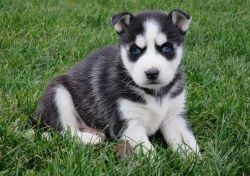 Absolutly beautiful Siberian huskey Available