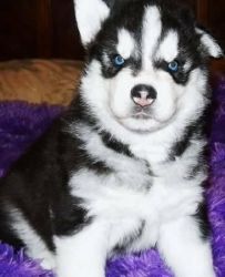 Gorgeous Blue Eyes Siberian Husky For Adoption
