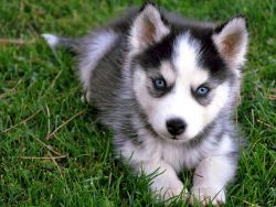 adorable siberian husky pup for sale