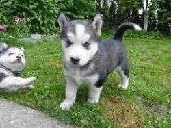 Two Awesome Siberian Husky Puppies(xxx) xxx-xxx6